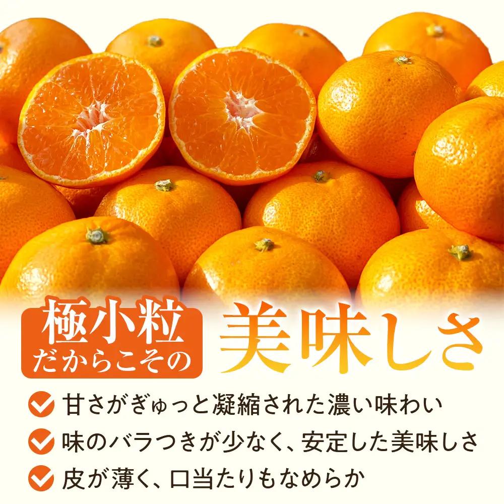 有田みかん 小粒 5kg みかん 甘味凝縮 産直45年 5代目 武内園 完熟