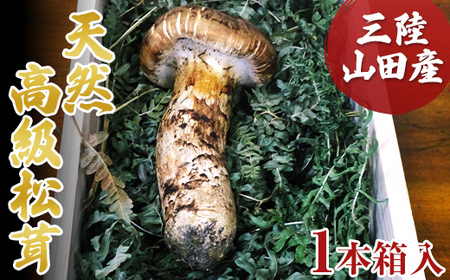 ≪2025年先行予約 9月中旬～10月下旬発送予定！≫三陸山田産 高級松茸 1本入り【ベルアクト】 秋の味覚 三陸山田産松茸 三陸山田 山田町 まつたけ マツタケ 野菜 山田産野菜 YD-895
