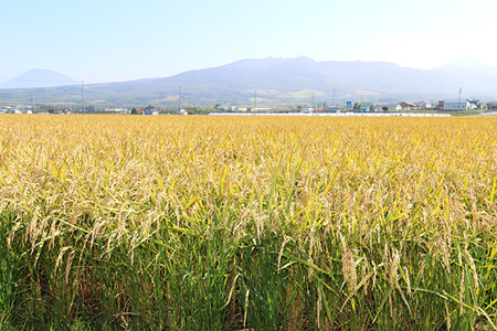 〈令和7年産〉 定期便 3ヵ月連続お届け ゆめぴりか＆ななつぼし 食べ比べ 各5kg 計10㎏ 精米 北海道 共和町 共和町米生産友の会 ※沖縄・離島への配送不可