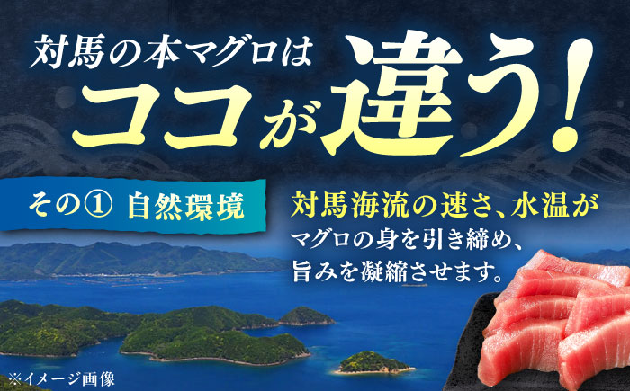 【全12回定期便】対馬産 本マグロ 3種 計450g（赤身/中トロ/ネギトロ）《対馬市》【対海】[WAH014] マグロ まぐろ 鮪 本鮪 本マグロ 養殖 トロ 中トロ 中とろ 赤身 ねぎとろ ネギト