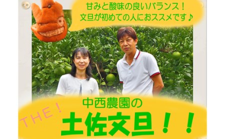 土佐文旦 5kg 家庭用 文旦