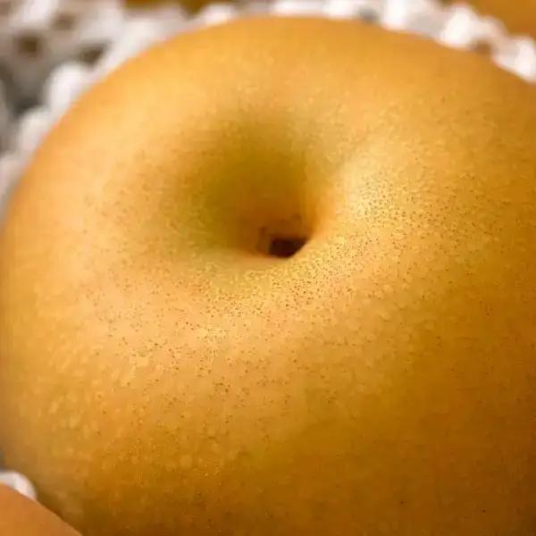 先行予約 和梨 あきづき 自家用 約5kg 令和8年度 新潟フルーツ 新潟県産
