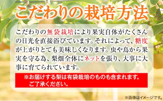 【2025年先行予約】プレミアム 王秋梨 約4kg (4~13玉) 高間商店《2025年10月下旬から2026年1月中旬頃出荷》鳥取県 八頭町 梨なし ナシ 果物 フルーツ 厳選 先行予約 ふるさと納