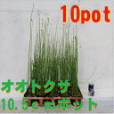 【ふるさと納税】緑の力で地球を元気に!【オオトクサ】10.5cmポット　ビオトープ　生垣　寄せ植え　10鉢【1405156】