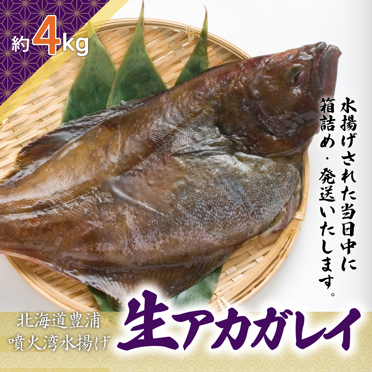 北海道 豊浦 噴火湾 水揚げ 生アカガレイ 約4kg TYUO078