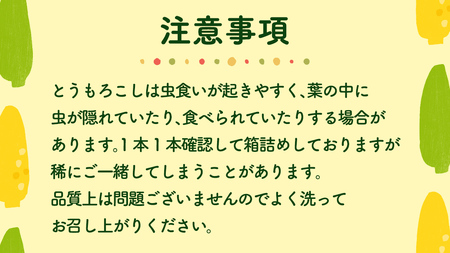 【 先行予約 6月下旬 以降発送】【 令和6年産 】 朝採り とうもろこし （ ゴールドラッシュ ） 約 6kg トウモロコシ スイートコーン 野菜 産地直送 期間限定 [AX019ya]