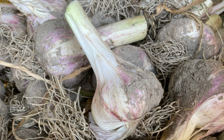 秀品 由良の生にんにく 500g  ※2026年4月下旬より順次発送【ksnw003】 