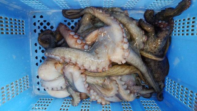 【兵庫県相生市】 相生市立水産物市場「魚稚」の たこしゃぶしゃぶセット４～５人前