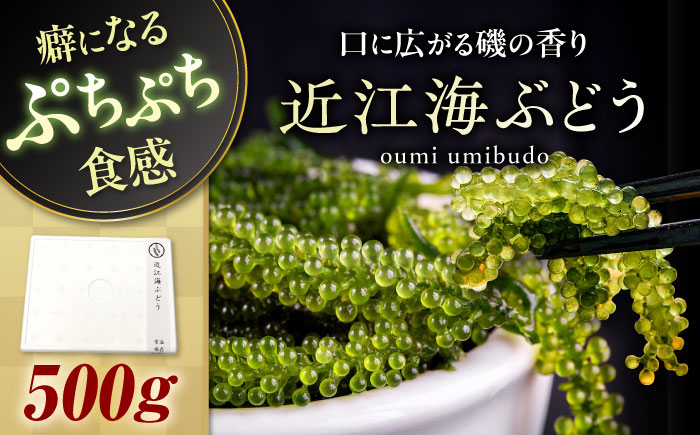 
            近江海ぶどう 500ｇ 滋賀県長浜市/ワボウ電子株式会社 [AQBA017] 海ぶどう 海ブドウ 海藻 海産物 新鮮 海鮮サラダ おいしい ダイエット 人気 健康 栄養 美容 美肌
          