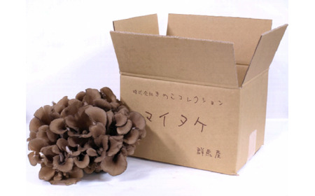 長五郎 まいたけ かぶ500g×2個 ほぐし300g×2袋 合計1600g｜舞茸 まいたけ きのこ 野菜 丸ごと 国産 無農薬 安全 安心 食物繊維 健康 カロリー 低い 産地直送 プレゼント ギフト 贈り物