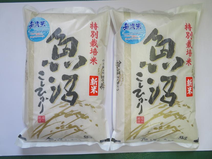 令和7年産先行予約　【定期便３か月コース】無洗米　魚沼産コシヒカリ特別栽培米　5kg×2