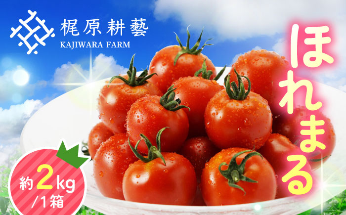 【先行予約】甘みと酸味の絶妙なバランス！ミニトマト「ほれまる」 約2kg 【梶原耕藝】 [YDQ001]