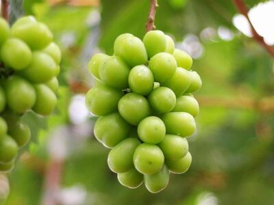 シャインマスカット 1房化粧箱入り (約550g)