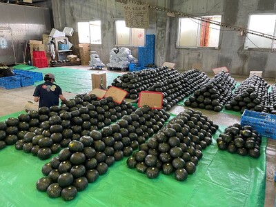 先行受付『2025年５月発送』喜界町産「春かぼちゃ」２玉(約４kg)