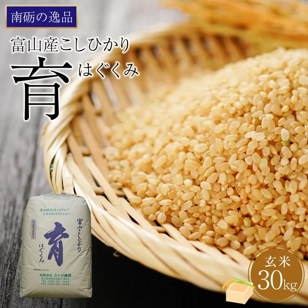 【令和7年産】富山県産こしひかり　育（はぐくみ）玄米３０kg《南砺の逸品》