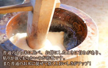 【先行予約】【令和8年産 新米】もち米（緑もち）精米3kg【10月下旬から順次発送 】 | 白米 古代米 餅 おこわ もち米