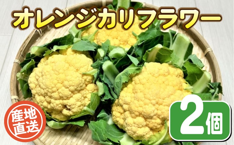 
                  【期間限定】 オレンジカリフラワー 2個 栽培期間中農薬不使用 野菜 やさい カリフラワー 旬の野菜 野菜 産地直送 珍しい 野菜 数量 限定 野菜 国産 有機栽培 豊浦町 川棚 下関 山口
                