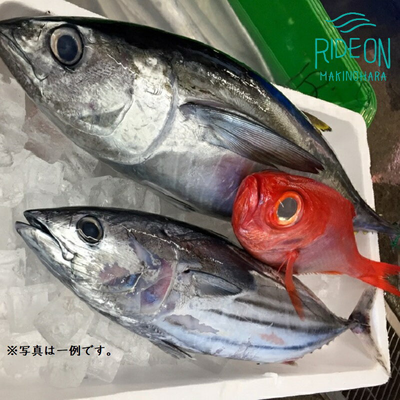 【ふるさと納税】 駿河湾のビックリ箱（スタンダード）魚 新鮮