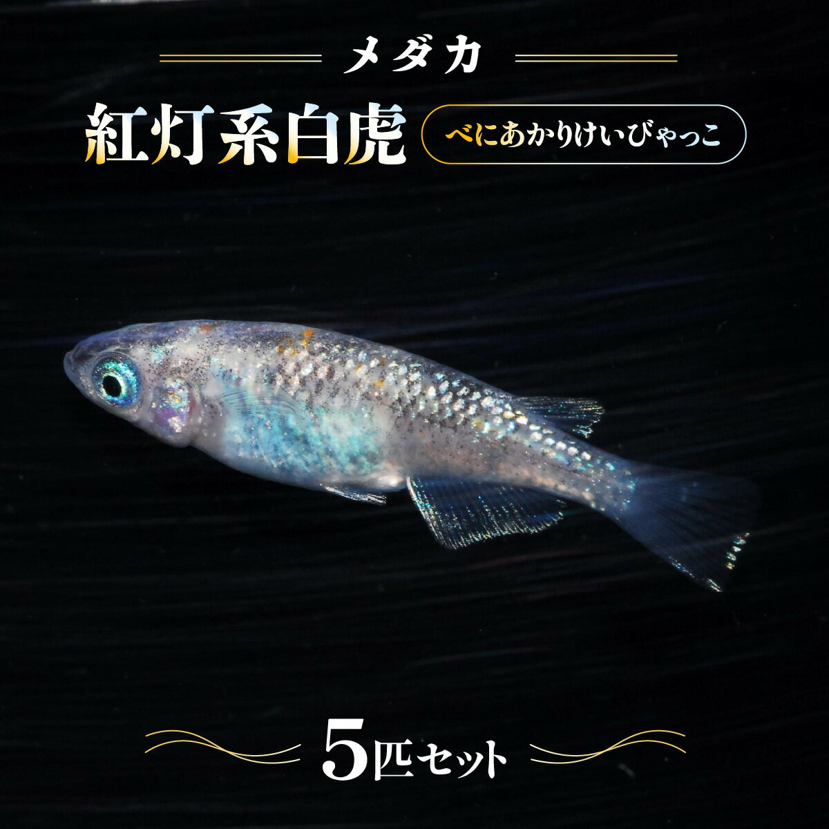 【ふるさと納税】メダカ「紅灯系白虎(べにあかりけいびゃっこ)」5匹セット 生き物生き物 　お届け：発注後、1〜2週間程度 HNNAD001