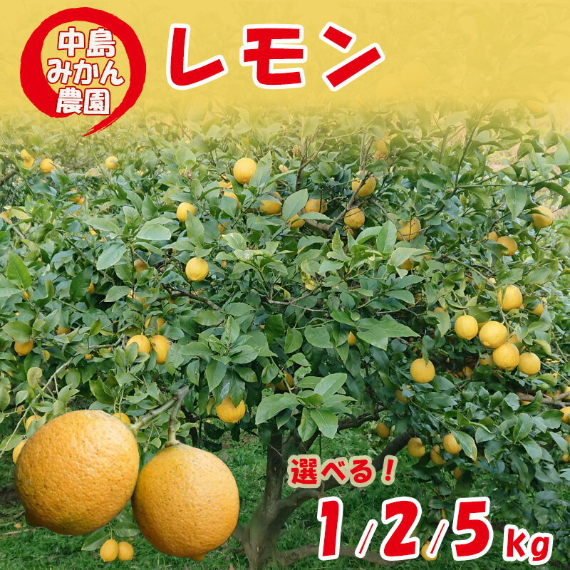 【ふるさと納税】【2024年10月から発送】家庭用 レモン 選べる 容量 約 1 kg 2kg 5kg｜先行予約 柑橘 みかん 檸檬 果物 くだもの 果実 国産 フルーツ 有名 愛媛 はちみつレモン 瀬戸内 ビタミン 美味しい 生産者 直送 産直 無添加 レモンサワー 中島みかん農園