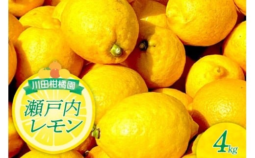 【2025年12月下旬～発送】川田柑橘園 広島県産 「瀬戸内レモン」4kg ku055-009-25
