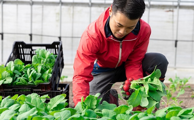 京丹波ラディッシュ 8袋セット 京都 丹波 大粒 ジューシー フルーティー ソテー グリル料理 バーベキュー アヒージョ かき揚げ サラダ スープ ※北海道・沖縄・その他離島への配送不可 [012NM