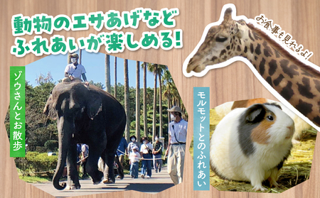宮崎市フェニックス自然動物園年間パスポート（小人）  動物 動物園 イベント チケット 引換券 入園券 レストラン お土産 グルメ 宮崎市フェニックス自然動物園 小学生 中学生
