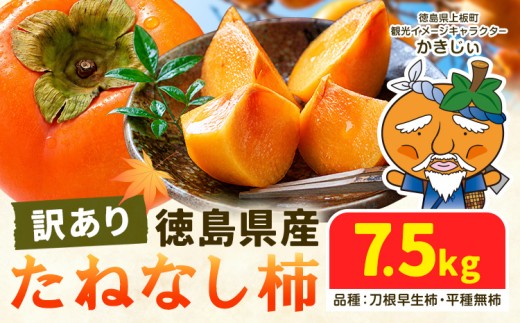 柿 果物 訳あり たねなし柿 7.5kg 《2026年9月末から11月上旬出荷予定》 旬 送料無料 徳島県 上板町 フルーツ かき カキ くだもの 刀根早生柿 平種無柿
