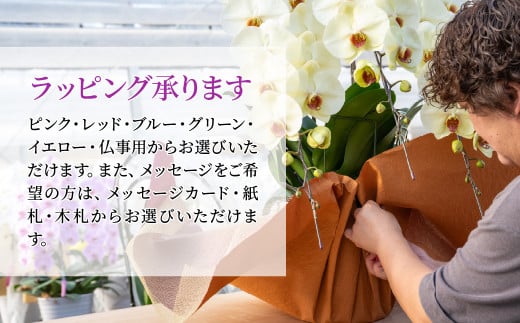 胡蝶蘭 白色赤リップ ヘルメス 大輪 3本立て | 花 お花 大輪胡蝶蘭 こちょうらん コチョウラン 蘭 洋蘭 花 贈答 開店祝い ギフト 贈り物 プレゼント 御祝 お祝い 開業祝い 新築祝い 引越し