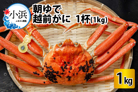 【先行予約/11月7日より順次発送】朝ゆで 越前がに1杯　【1kg】 / ずわいがに 蟹 ズワイガニ 小浜市 / 小浜海産物 【配送不可地域：北海道・沖縄・離島】 [BFAA003] 