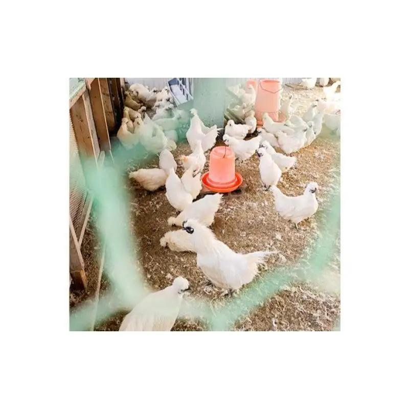 遠州の小京都 森町　平飼い烏骨鶏 卵　20個 のびのび 天然記念物 葉酸 オリジナル飼料 美味しい 井戸水 濃厚 甘み 臭み ゆで卵 生卵 卵かけごはん 