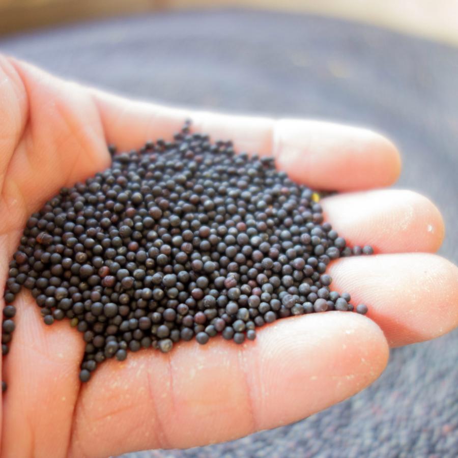 ＜ほうろく屋＞伝承「菜種油」（国産菜種使用）460g×2（計920g）【3ヵ月定期便】・H077