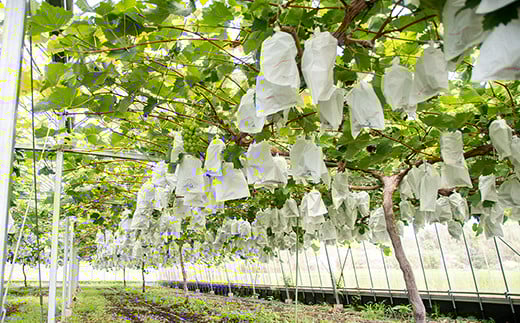 シャインマスカット入り 完熟ぶどうお任せ詰め合わせセット 1kg 【水間ぶどう園】先行予約＜16-3a＞