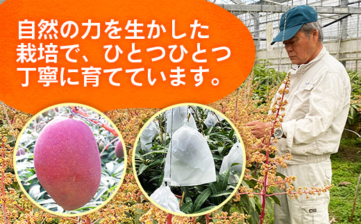 【先行受付】【2026年発送】大城マンゴー農園 マンゴー 家庭用 約2kg - 先行予約 アップルマンゴー 沖縄 産地直送 南国フルーツ 旬の味覚 ご自宅用 オススメ 沖縄県 八重瀬町