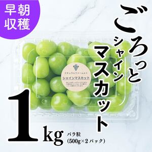 【2025収穫分先行予約】シャインマスカット 1kg バラ粒 500g 2パック 小分け 新着 人気  シャインマスカット マスカット マスカット  マスカット  マスカット  マスカット  マスカット  マスカット  マスカット  マスカット  【GL004】