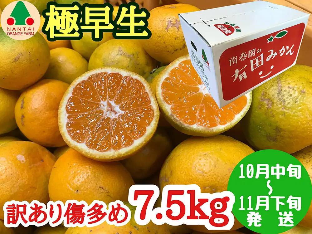 訳あり 傷多め 極早生 有田 みかん 7.5kg L～SS サイズおまかせ 南泰園 和歌山 有田みかん