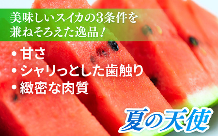 【先行予約】大玉スイカ「夏の天使」 1玉入 （L～2L）抜群の糖度で甘い！／ 期間限定 果物 フルーツ 西瓜 産地直送 ※2024年7月中旬より順次発送