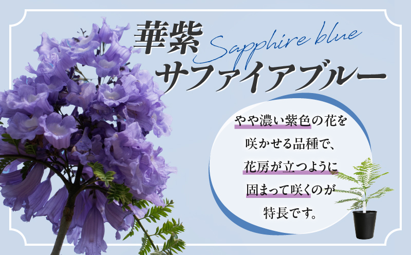 ≪世界三大花木≫ ジャカランダ 苗木 華紫サファイアブルー 30cm～70cm 期間限定 数量限定 紫雲木 花 植物 鉢植え 観賞用 園芸 国産 紫色 珍しい 希少 神秘的 贈り物 ギフト プレゼント