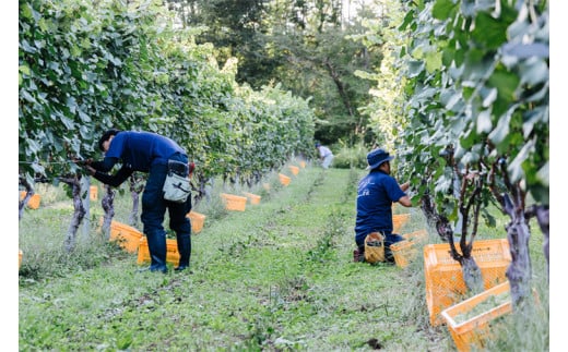 AL044-1 産地限定 ワインぶどう品種使用 自園自醸ワイン紫波 甘口ワイン３本セット 紫波町産 テロワール ワイン