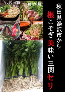 【秋田伝統野菜】三関産せり 5束 せりしゃぶ 冬野菜 鍋料理 セリ鍋 しゃぶしゃぶ 天ぷら おひたし サラダ【BARUバイオジャパン吉村】[B9916]