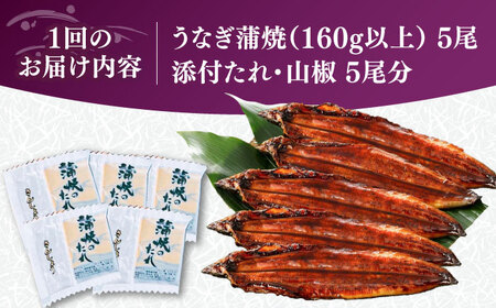 【全2回定期便】福岡県産 うなぎ 蒲焼 大5尾 合計 800 g（1尾あたり 160g以上）[VAD035] 国産 うなぎ