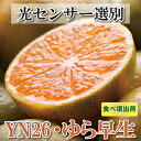 【ふるさと納税】＜9月より発送＞家庭用 極早生有田みかん4.5kg+135g（傷み補償分）YN26 ゆら早生 訳あり | フルーツ 果物 くだもの 食品 人気 おすすめ 送料無料 YN26 ゆら早生 わけあり