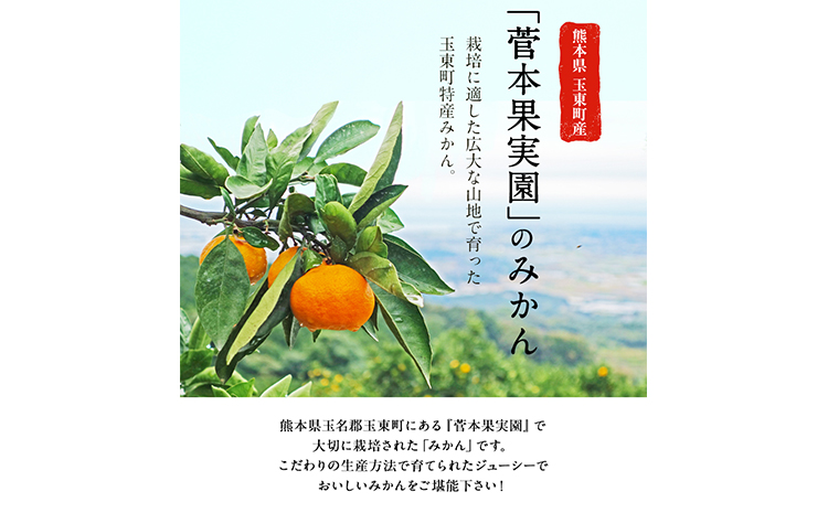 『菅本果実園』のみかん★約5kg(2S-Lサイズ) 《11月中旬-12月末頃出荷》 フルーツ 秋 旬★熊本県玉名郡玉東町 全国にファン多数！エコファーマー菅本さんのみかん♪『菅本果実園』