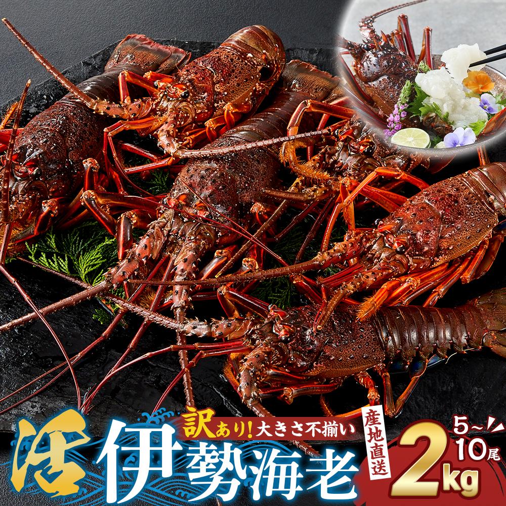 【ふるさと納税】【訳あり】天然 活 伊勢海老 約2kg（ 5～10尾 大きさ 不揃い ）南紀黒潮イセエビ 年末年始 お正月 お届け可｜ 期間限定 漁師直送 海鮮 海老 とれたて 人気 | 海老 魚介類 水産 食品 人気 おすすめ 送料無料 期間限定 漁師直送 海鮮 とれたて
