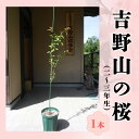 【ふるさと納税】吉野山の桜の苗木 1本（二～三年生）