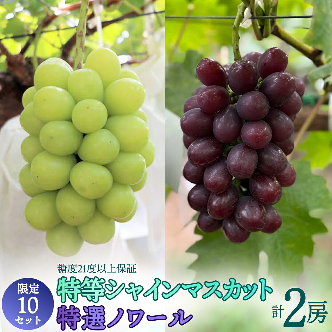 【ふるさと納税】《 2026年 収穫分 》 特等/特選 希少マスカット 2種 約1.4kg シャインマスカット ノワール 糖度21度以上 先行予約 弓削ぶどう園 国産 茨城県 桜川市 マスカット ぶどう セット フルーツ 詰め合わせ 果物 くだもの フルーツ 採れたて デザート 旬 ギフト 贈答