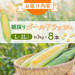 【先行予約】朝採り　とうもろこし　ゴールドラッシュ　3kg（L～2Lサイズ× 8本）（2026年8月中旬から順次発送）| とうもろこし 北海道 限定 _04659