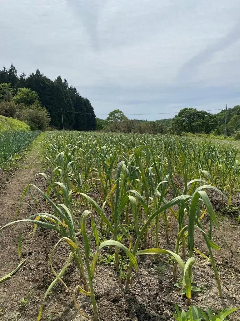 【ふるさと納税】にんにくオリーブオイル漬け 160g 国産にんにく使用 ガーリックオイル 万能調味料 パスタ パン 肉料理｜中ちゃん農園 広島県 神石高原町