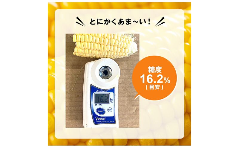浜松産 スイートコーン ゴールドラッシュ 約5kg 14本～16本入