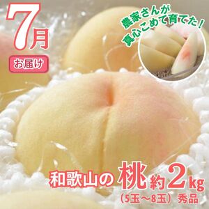 フルーツ定期便 全3回 和歌山の夏の人気フルーツ/ 桃・梨・シャインマスカット【tkb429】